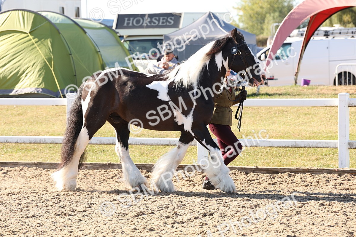 SBM_11734 - Class 204 - Young Handler 11 to 16 years