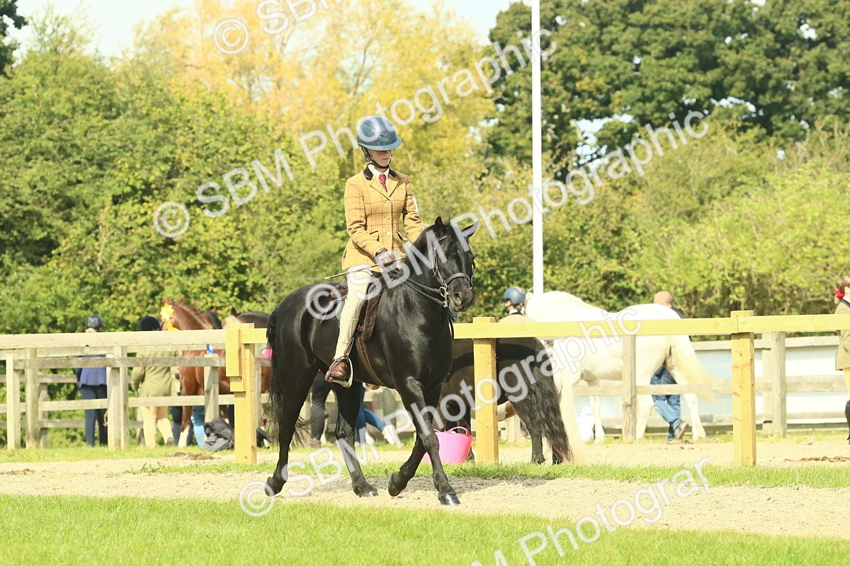 SBM_66505 - S34 - Rehabilitated Rescue Horse & Pony In Hand & Ridden
