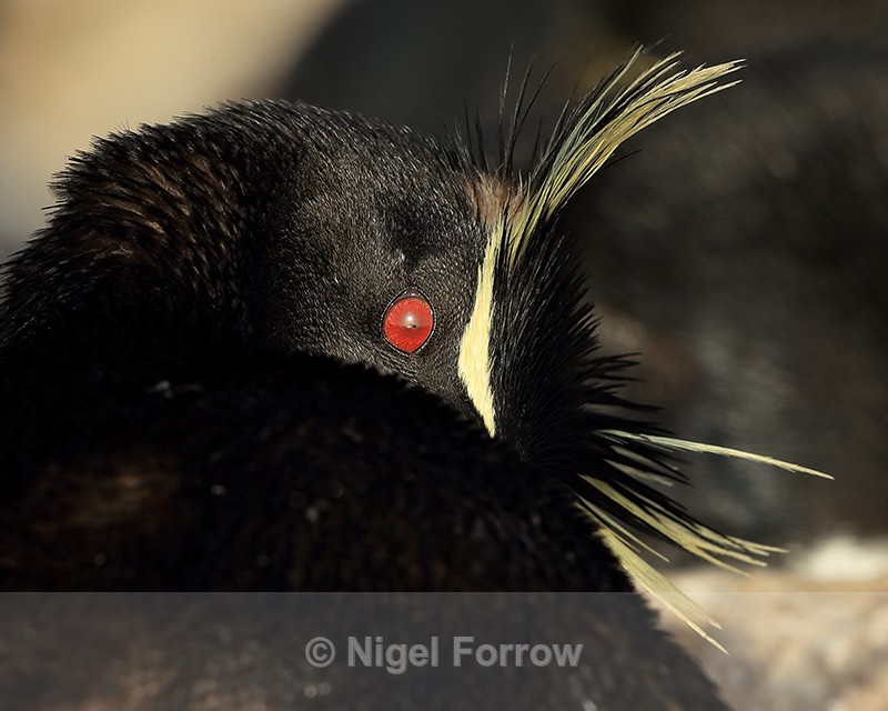 Rockhopper Penguin eye, close view, Sea Lion Island - Rockhopper Penguin