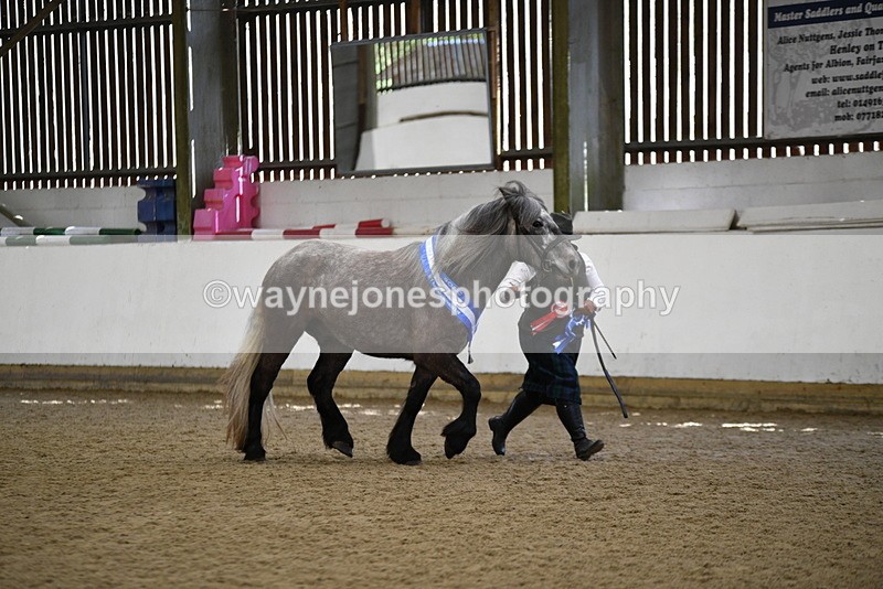 WJ5_5868 - Morning in hand Championship