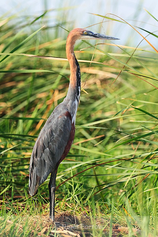 Goliath Heron - Goliath Heron