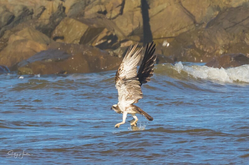 Osprey Fishing 3 - Osprey