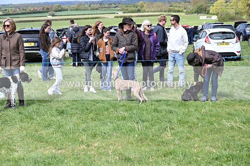 WJ6_8683 - Class 8 Best Working / Gun Dog or Bitch
