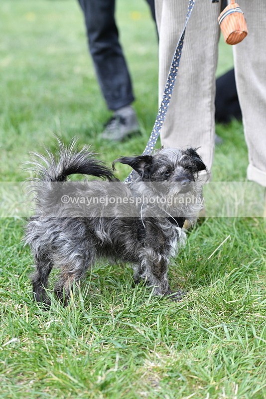 WJ5_9292 - Class 1 Best Cross Breed / Heniz 57