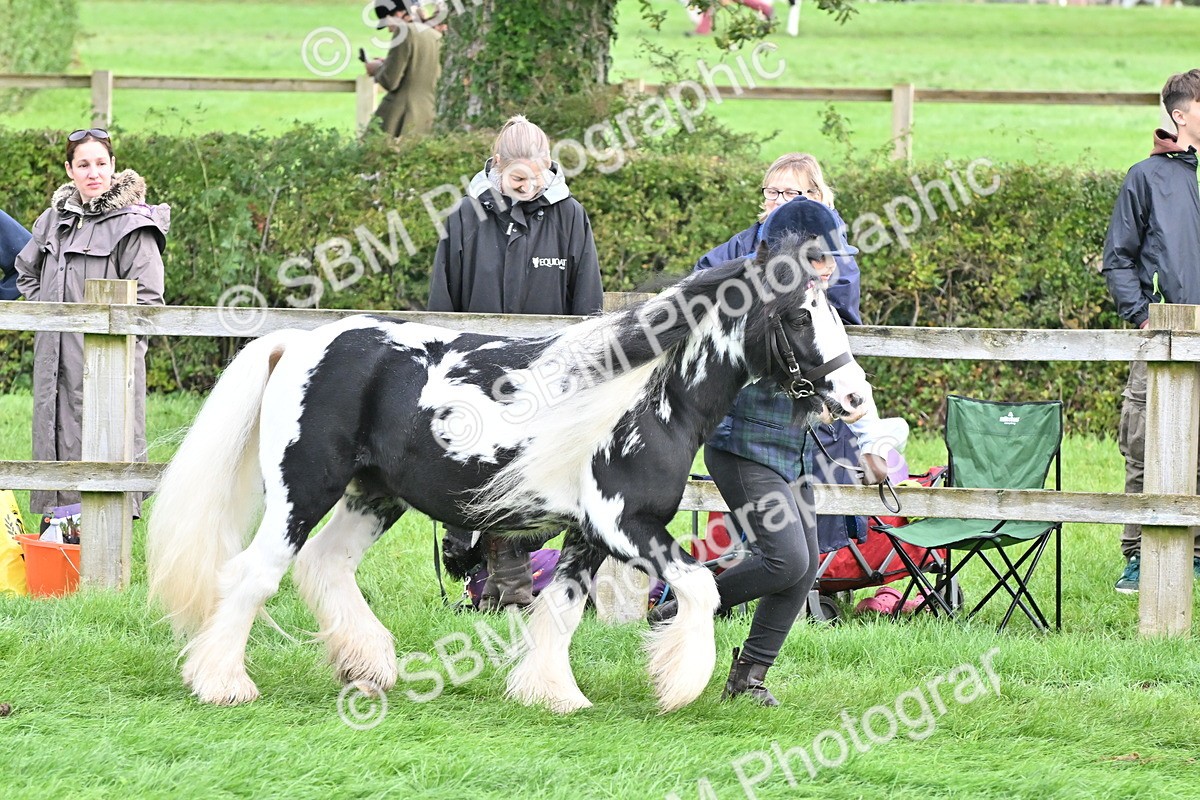 SBM_56865 - S45 - Coloured Pony In Hand