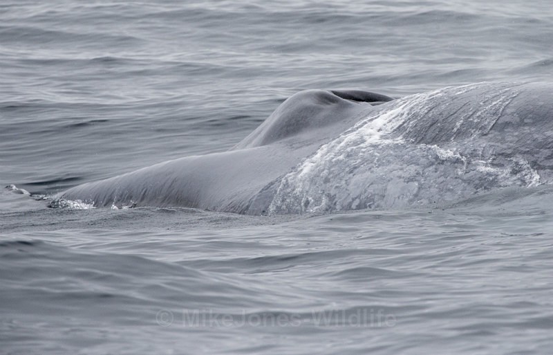 Blue Whale, Pico Island, Azores - WHALES & DOLPHINS ( PICO, AZORES MAY 2013 & 2014 )