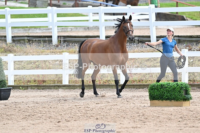 240717A-142834-02078 - Trot Up 2pm to 3pm - This folder is not in time order