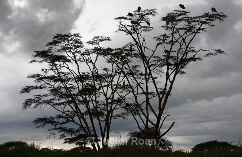 Marabou Stork Roost - Tanzania Birds and Mammals