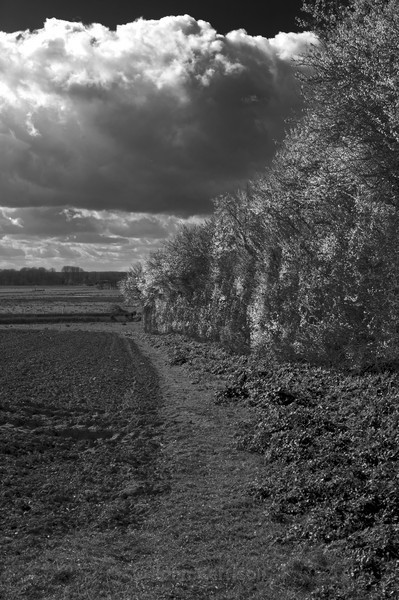  - Black and White