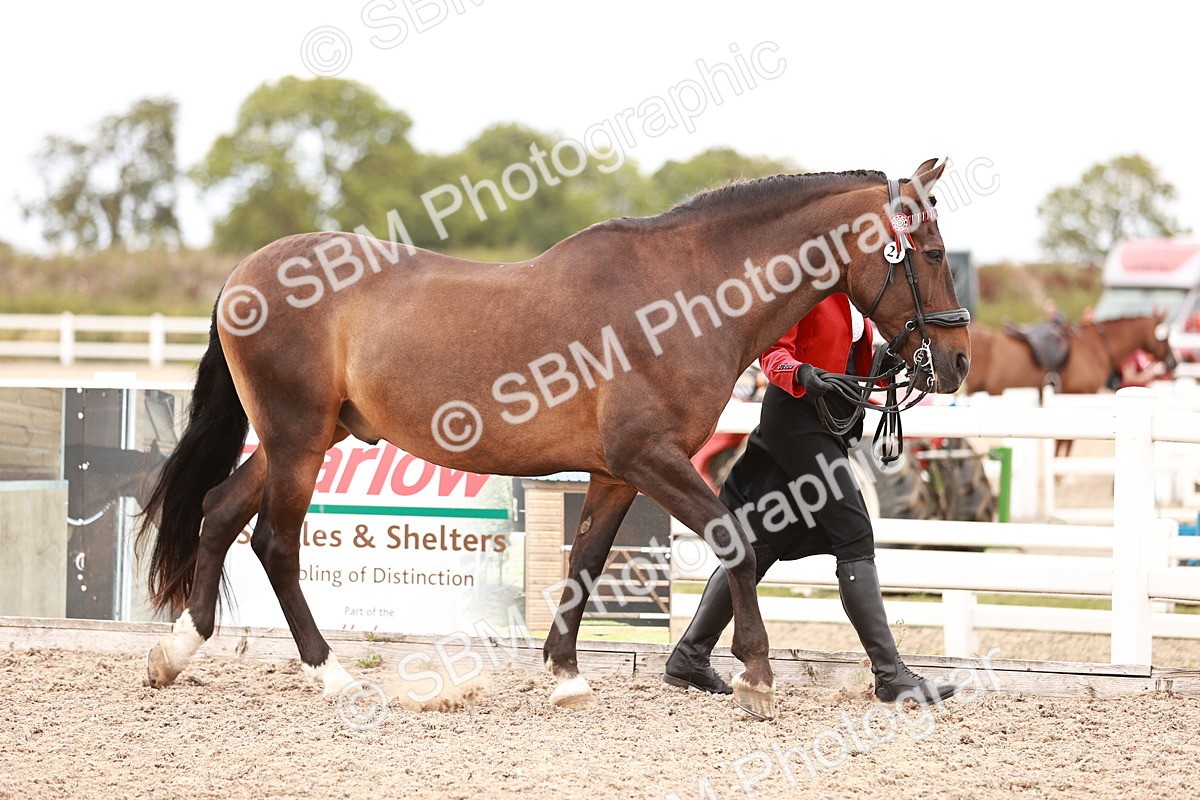 SBM_16884 - Class 415 - Horse-Pony Judge would most like to take home