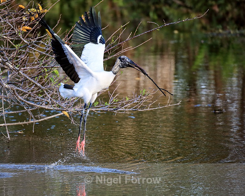 Wood Stork lifts off with stick, Wakodahatchee Wetlands, Florida - Wood Stork