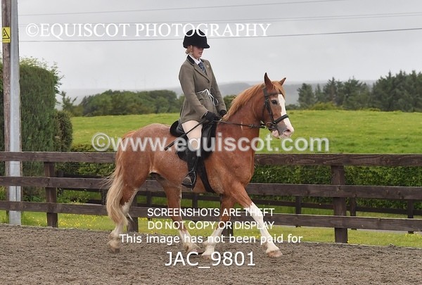 JAC_9801 - CLASS 2 Novice Working Hunter (0.60m - 0.70m)