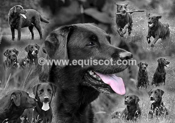 adie montage - KHyslop020112