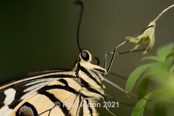 Citrus Swallowtail - Macro