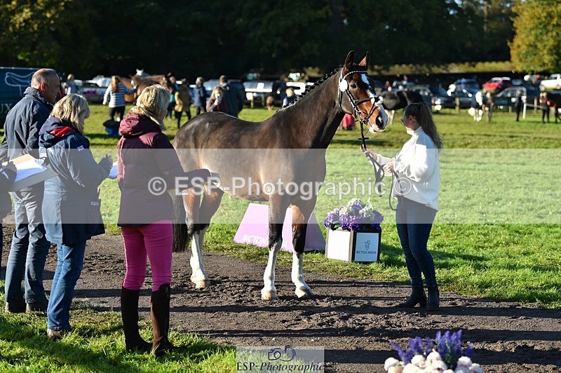 231022-094124-21974 - 444-REDHILL.SKANDEL-Emma.Stokes-TrotUp+SJ