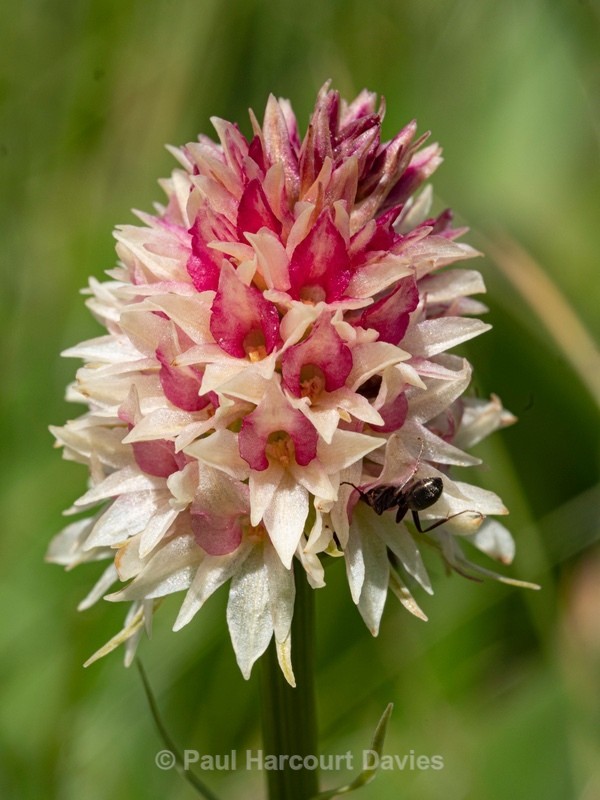  Alpine vanilla orchid ( G. rhellicani  - formerly known as Nigritella ssp. rhellicani) colour form. - Wild Orchids