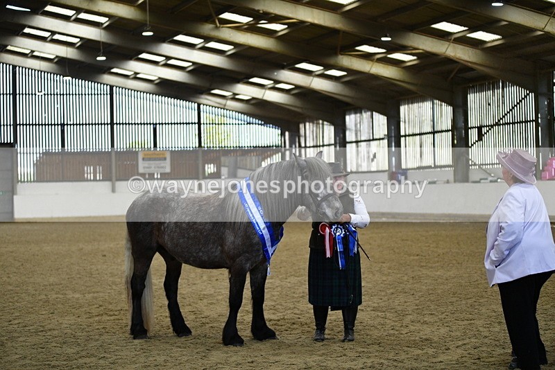 WJ5_5794 - Morning in hand Championship