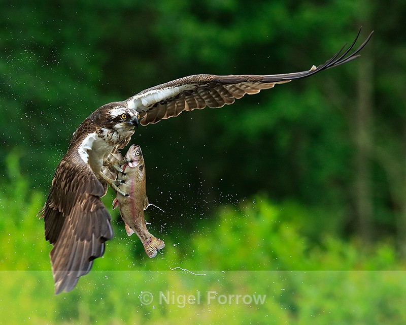 Rothiemurchus Osprey banking with fish - Osprey