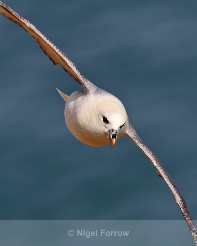 Fulmar in flight along the cliffs at Durlston - Fulmar