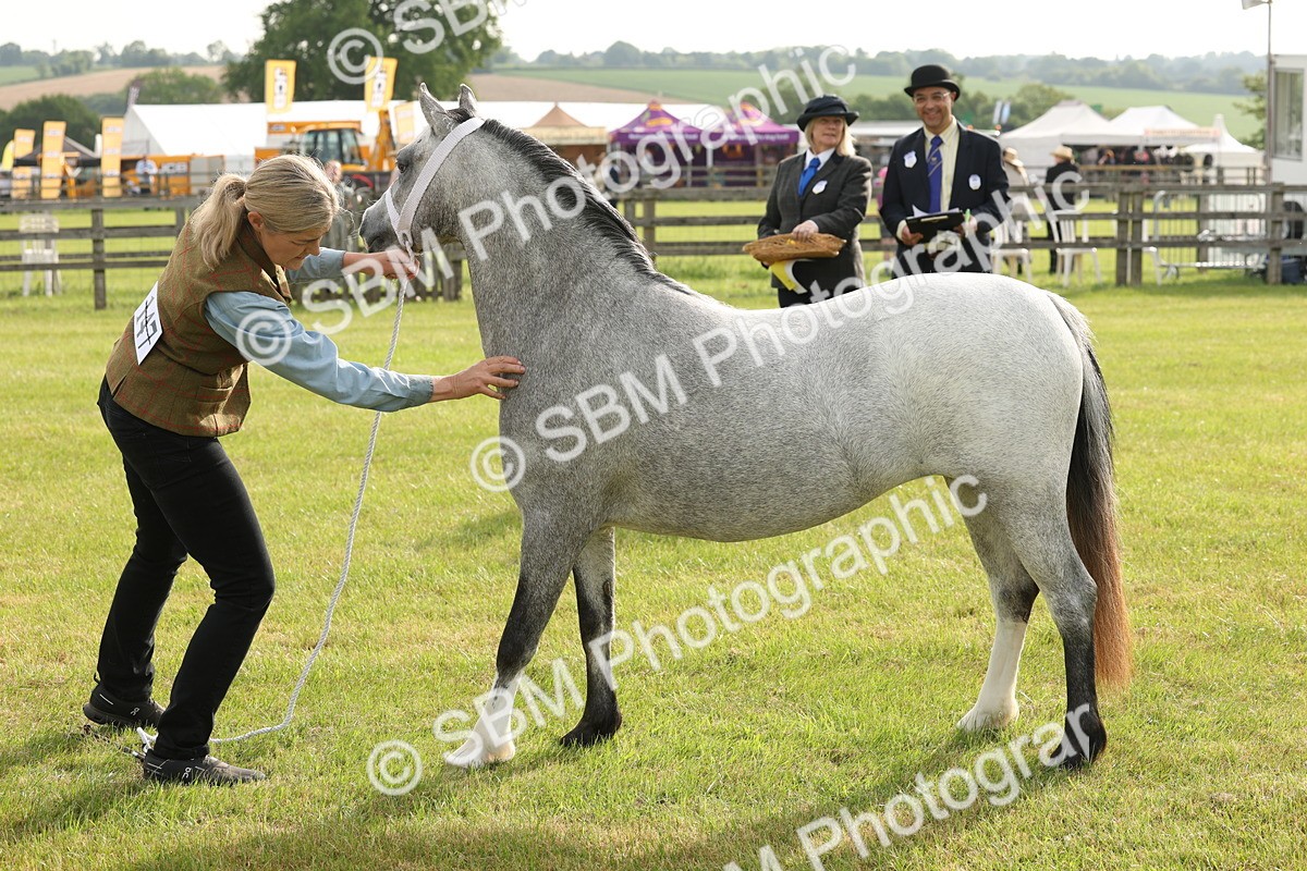 SBM_00421 - Class 6-13 - Mountatin and Moorland In Hand Welsh Breeds
