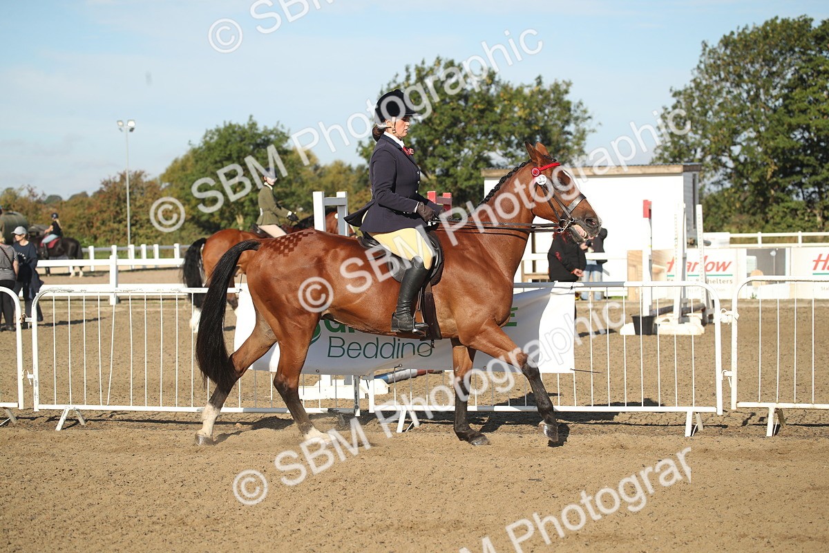 SBM_11298 - Class 501 -Riding Club Pony