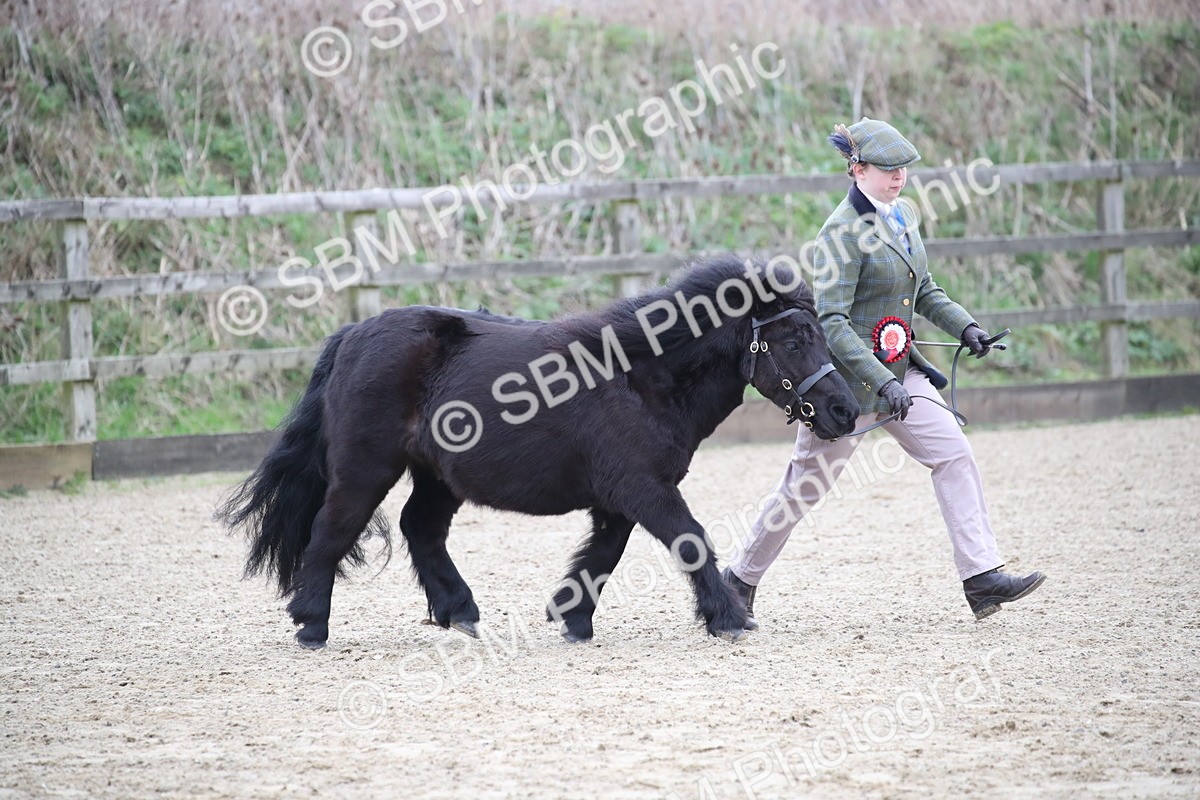SBM_004074 - Class 1-4 - Young Stock classes Inc. In Hand Championship