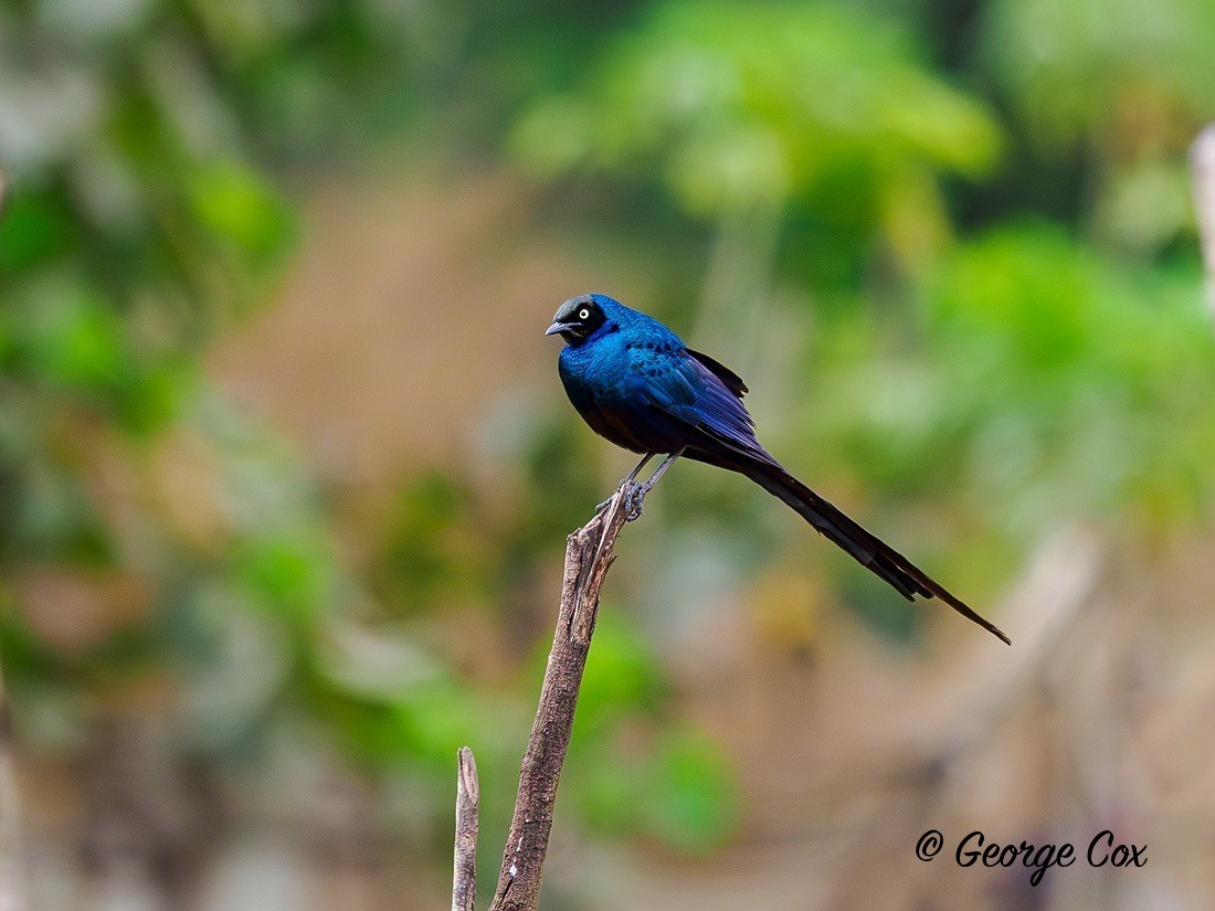 Long tailed glossy starling - Gambia 2025