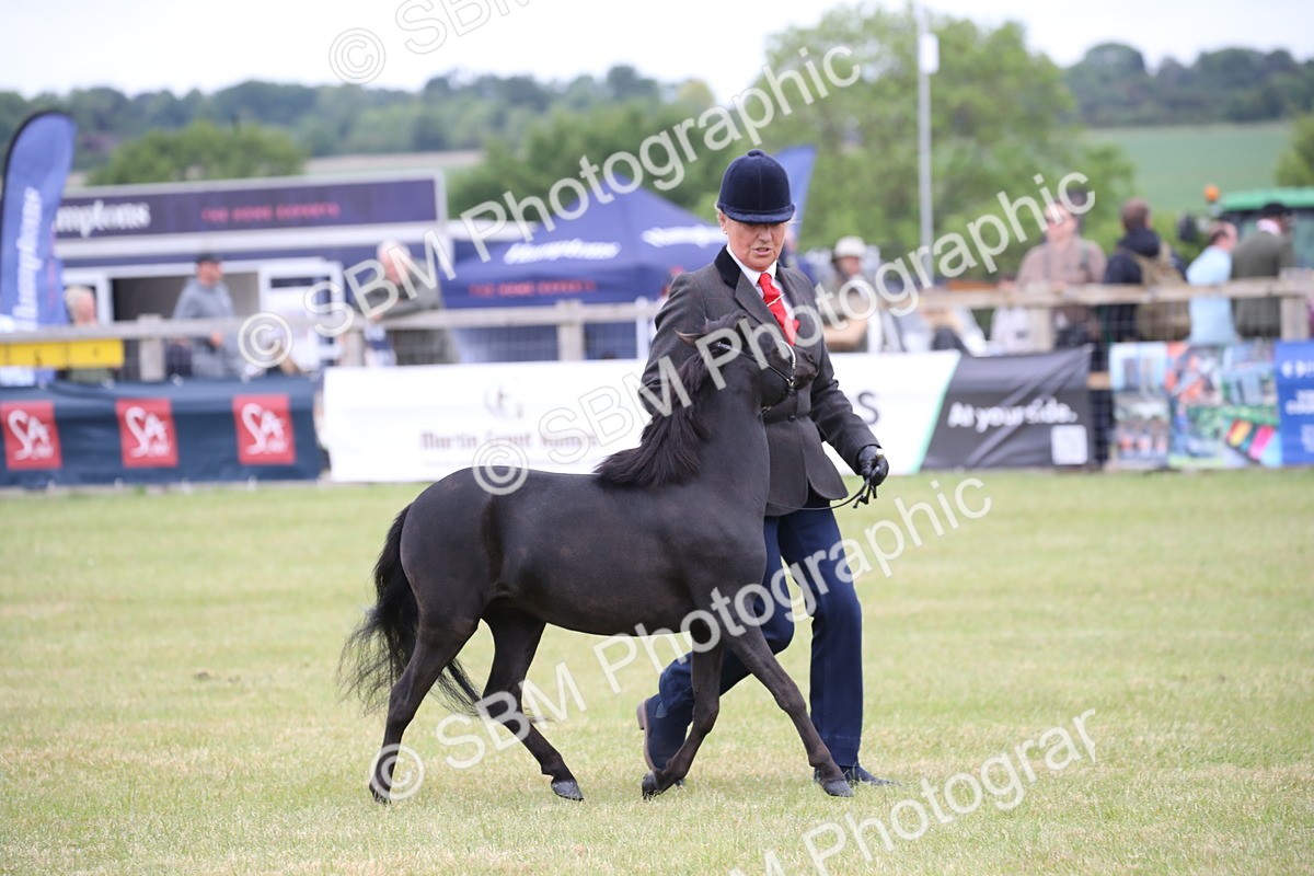SBM_03494 - Class 23-25 - British Miniature Horse of the Year