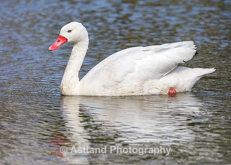 Astland Photography, Bird and Wildlife Images, Susan and Peter Wilson, U.K.
