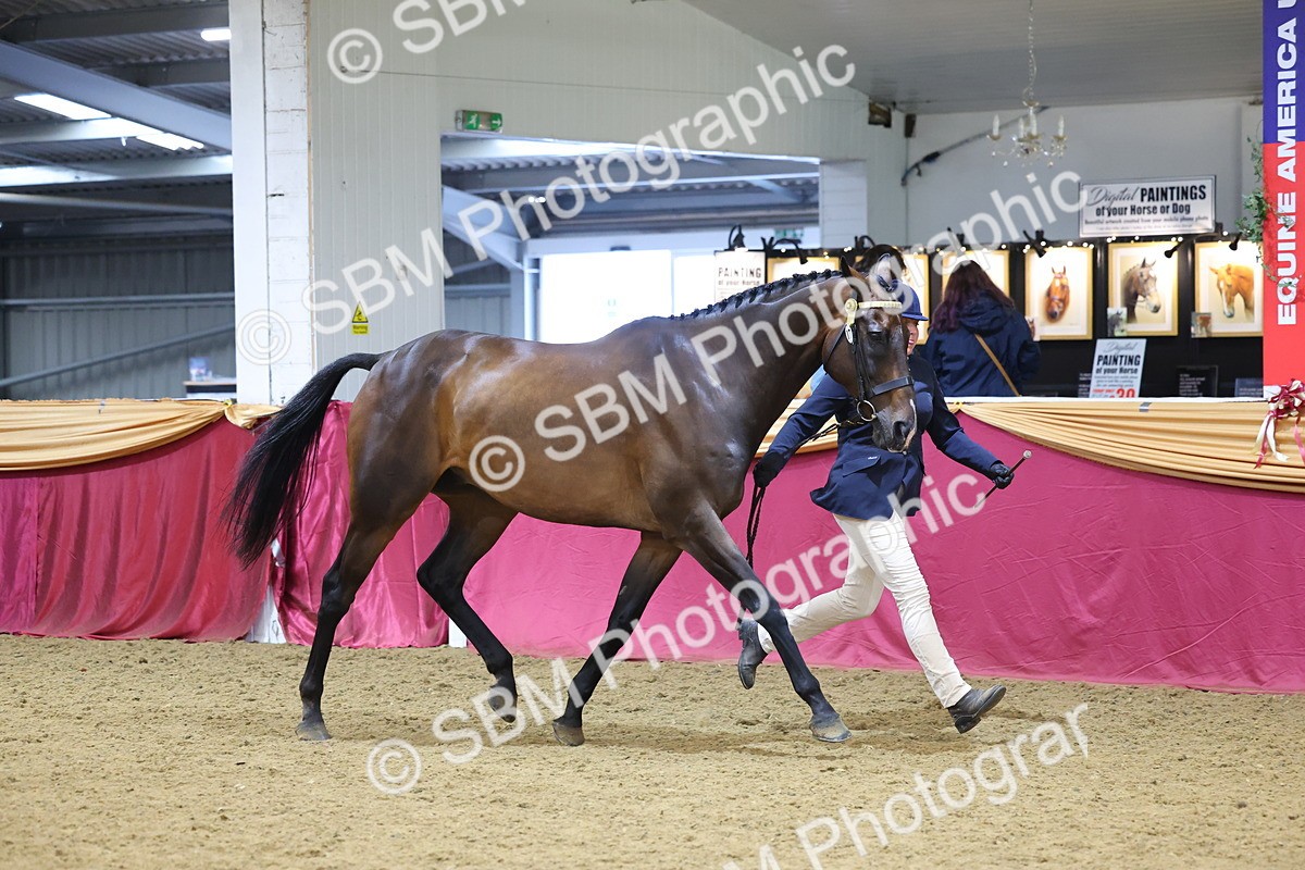 SBM_22829 - Class 903 - Supreme Final - IH Pre Vet