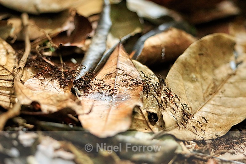 Army Ants on the march, Corcovado National Park, Costa Rica - INSECTS