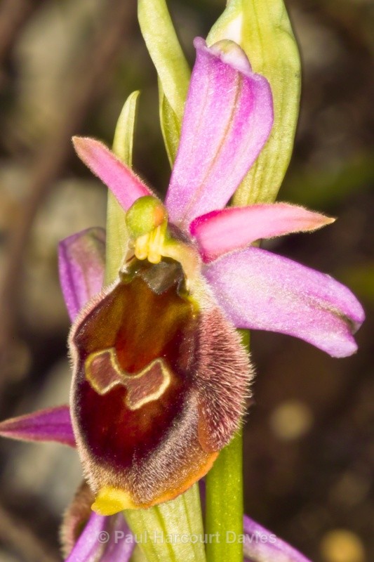 Tyrhennian Ophrys (Ophrys tyrrhena) - Orchids - Ophrys
