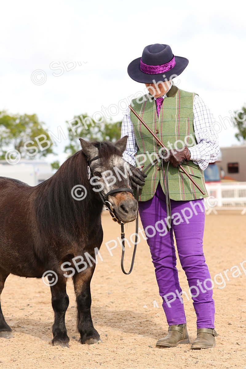 SBM_10311 - Class 206 - IH Non Show Type Pony