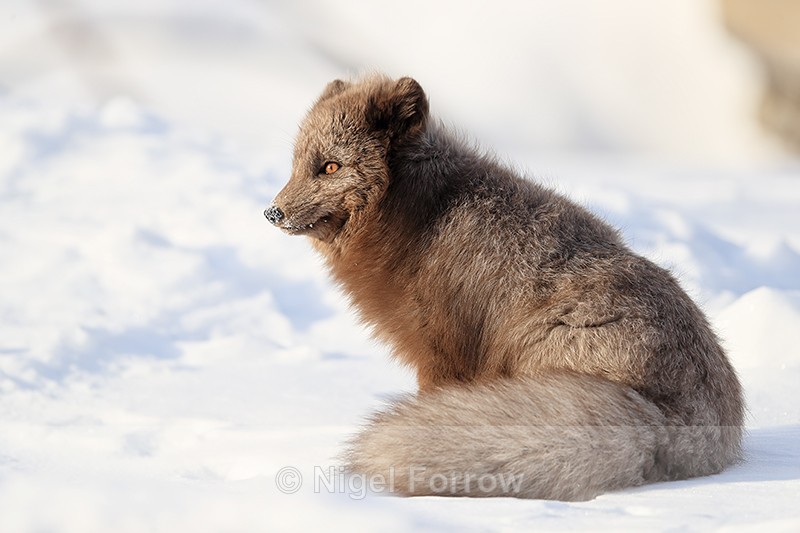 Dark Arctic Fox sitting, Svalbard, Norway - Arctic Fox