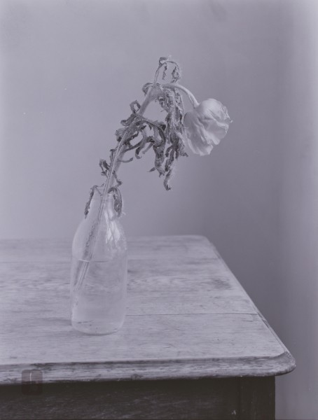 Poppy - Letter from Home