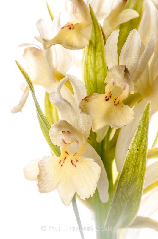  - WB: Orchids - Various