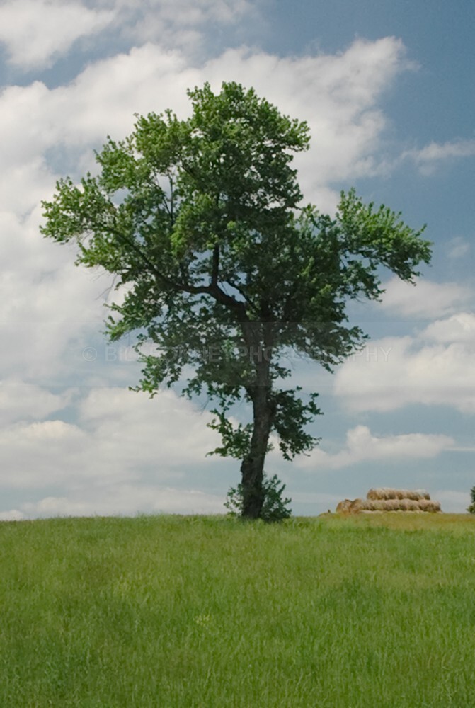 92 - The Tree Project