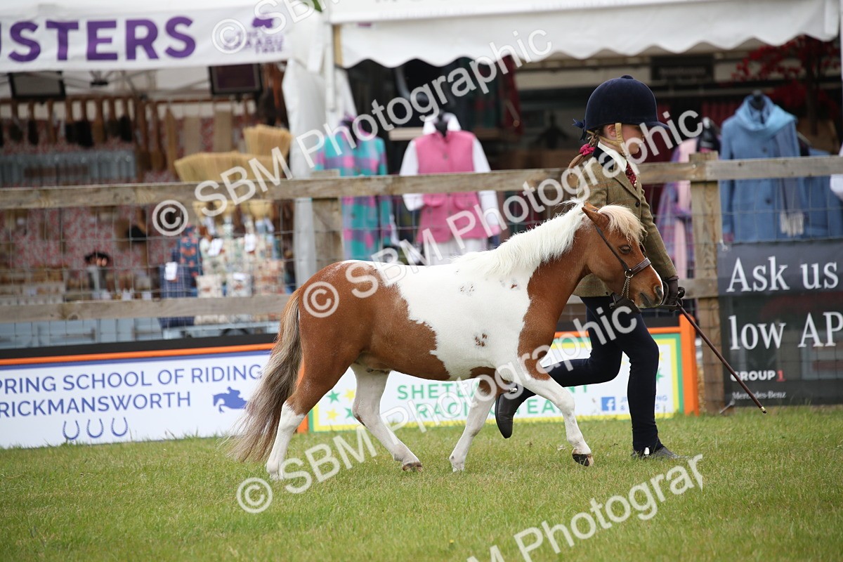 SBM_03885 - Class 23-25 - British Miniature Horse of the Year