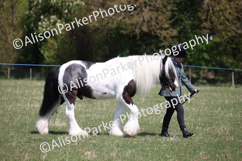 20250427-3009 - Class 27 - Coloured Horse and Pony
