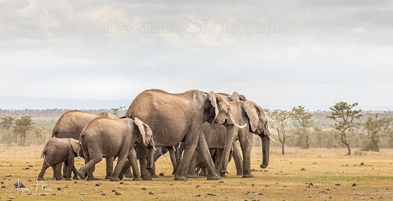 - African Safaris