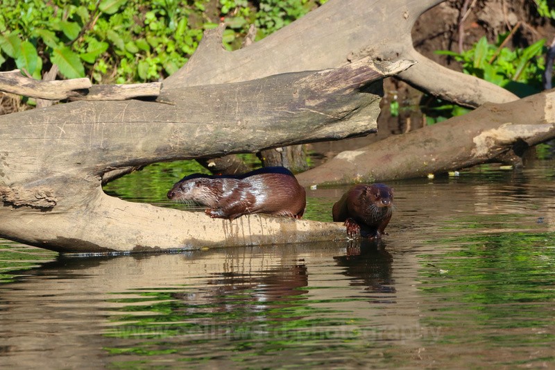 Otters in the River Wear.     ref 8164 - macro and nature.