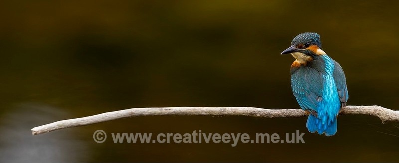 No.0071. Kingfisher. - Animal world