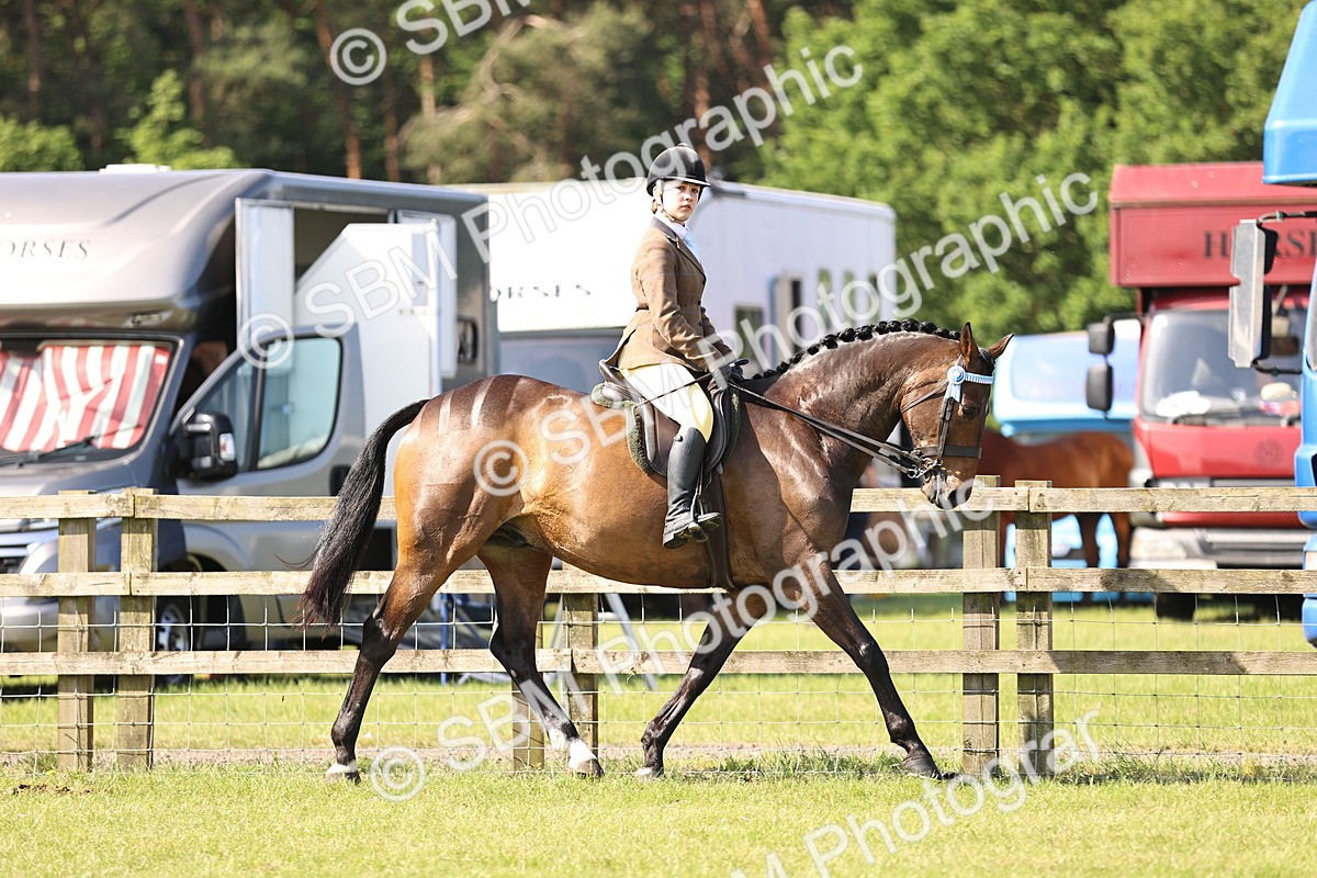 SBM_12887 - Class 75-76 LIHS BSHA Rising Star Hack Riding Horse