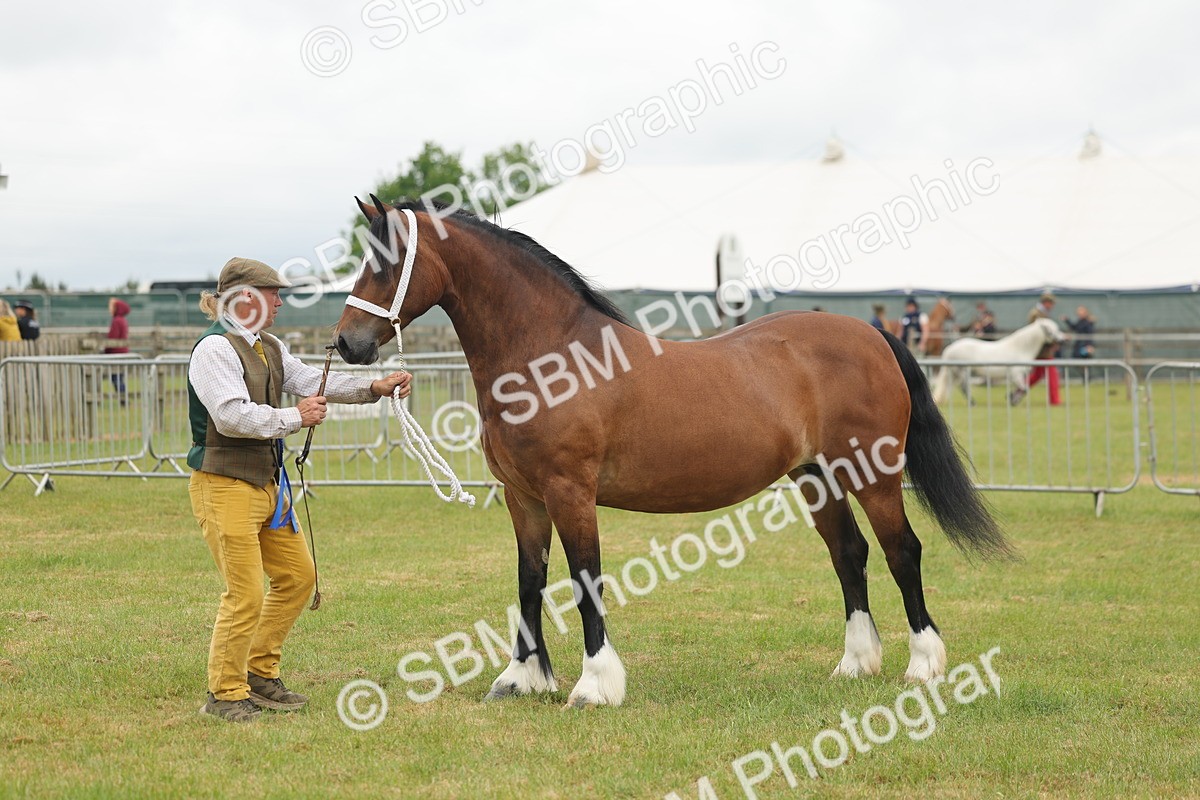 SBM_04941 - Class 50-57 - M&M Welsh Pony In Hand