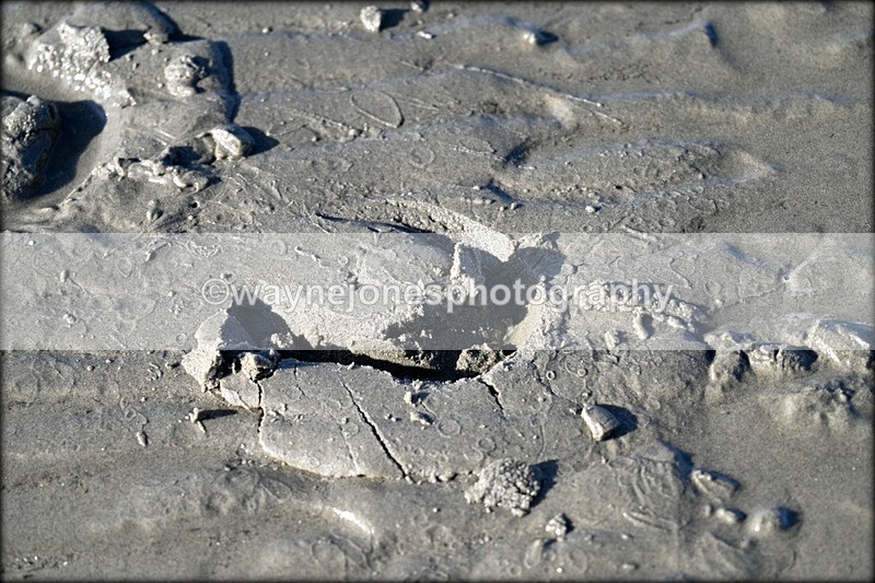 WJ7_3482 - Kellie & Churchill ... do Hayling Island 25-08-24