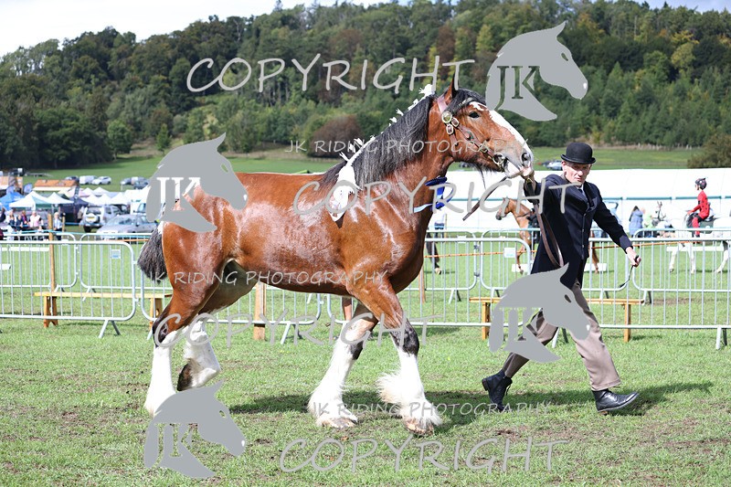 APP_3380 - Class 5 In Hand Championship