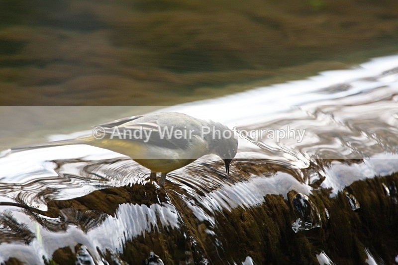 20090907-191 - Pipits & Wagtails