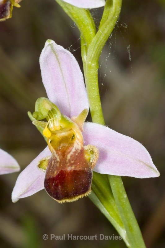 Ophrys apifera (Bee Orchid) var bicolor - Orchids - Ophrys