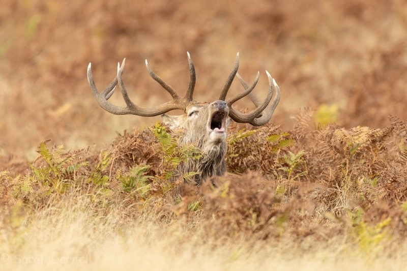  - Deer for Graham