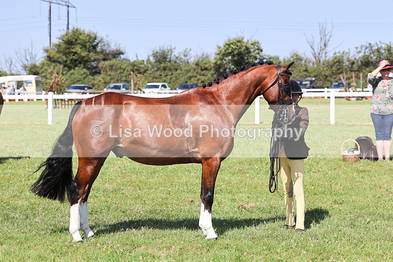 IMG_2041 - Class 34: Show Hunter Pony 153cm and under